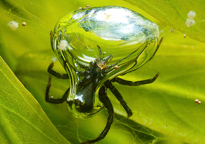 Водяные пауки - развитие и образ жизни