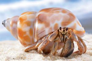 Краб-отшельник: описание, образ жизни и особенности ракообразного