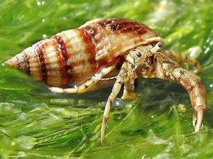 Рак-отшельник описание