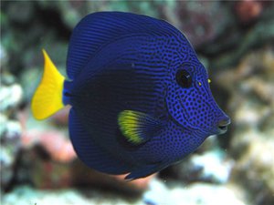 Желтохвостая зебрасома - особенности рыбки