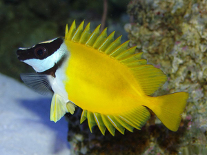 Рыба-лиса - внешний вид (фото)