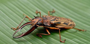 Дровосек-большезуб