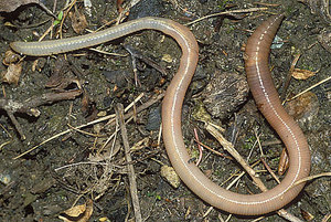 Происхождение кольчатых червей: эволюция и особенности типа