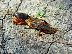 Размножение медведки