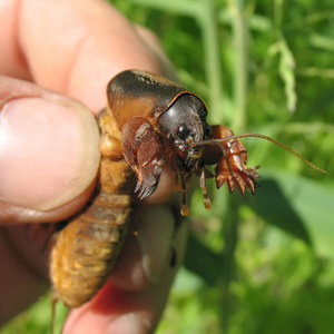 Чем питается медведка
