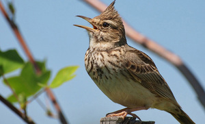 Жаворонок хохлатый