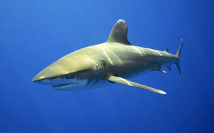 Тупорылая акула