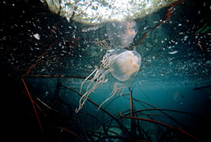 В чем опасность яда морской осы