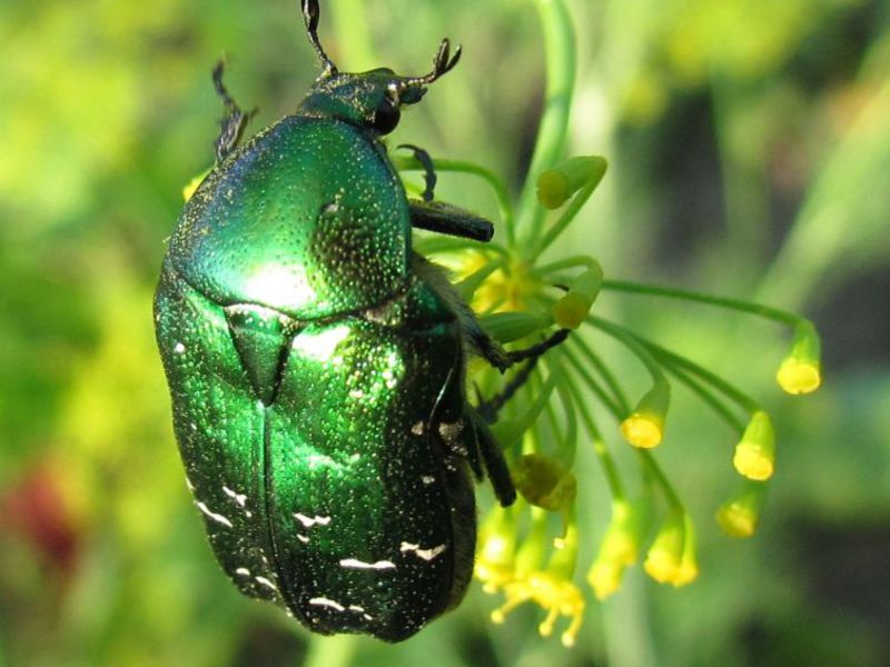 Зеленый жук