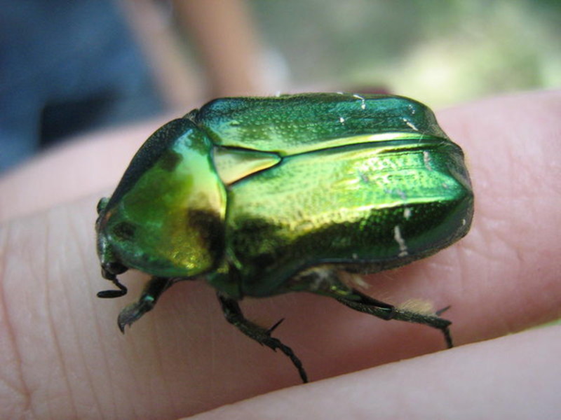Зеленый майский жук на пальце человека