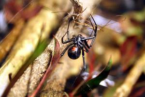 В какой местности обитает паук черная вдова