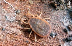 Виды ушного клеща и их характеристики