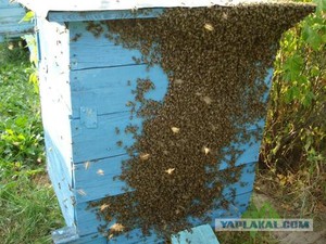 Как происходит роение пчел