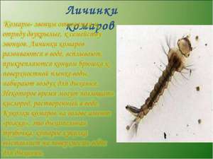 Кто питается личинками комара