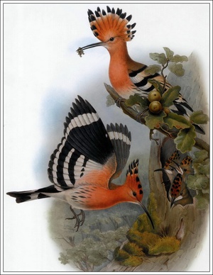 Размножение удодов