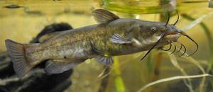 Канальный сом