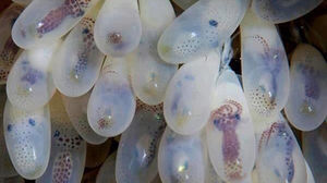 Размножение осьминогов