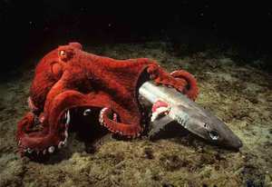 Рацион осьминога