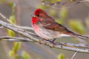 Чечевицы самцы имеют яркие перышки