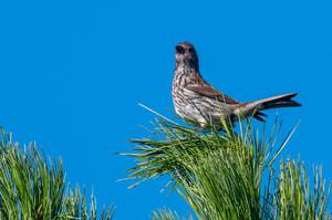 Самка чечевица на вершине сосны