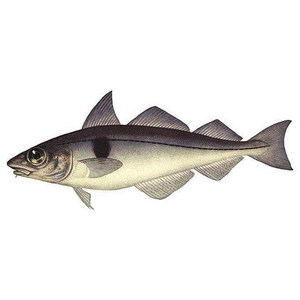 Как ловят рыбу пикшу