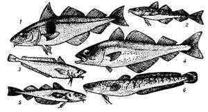 Пищевая ценность рыбы пикши