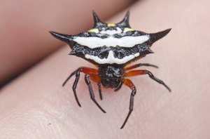 Рогатый паук