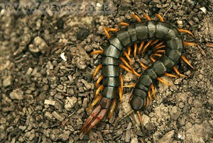 Описание крымской сколопендры