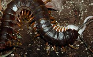 Чем питается сороконожка