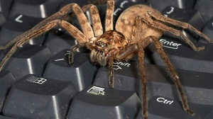 Самые большие пауки