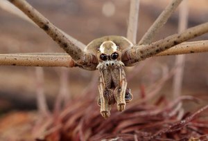 Страшные пауки