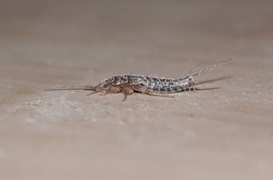 Как бороться с чешуйницами