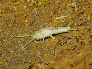 Чешуйницы обыкновенные