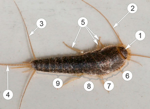Где обитают чешуйницы