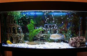 Интересные примеры оформления аквариума 