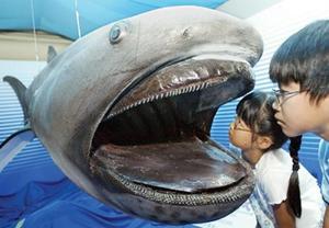 Пелагическая большеротая акула: история вида и современность