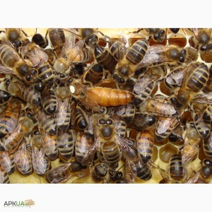 Пчелы Бакфаст