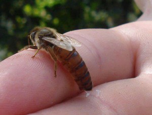 Преимущества пчел породы бакфест