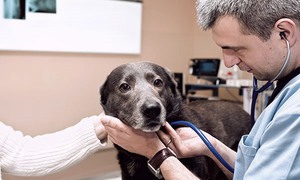 При каких заболеваниях применяется Энроксил