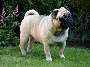 Описание стандартов собак породы мопс