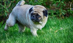 Описание шерсти и видов окраски мопсов