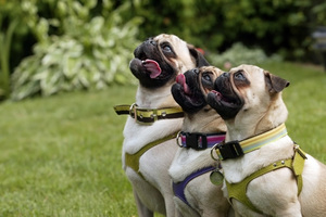 Особенности дрессировки мопсов и описание амуниции для них