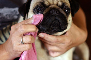 Содержание мопсов в домашних условиях и правила ухода