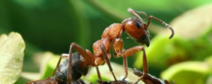 Чем питаются муравьи и кто их ест в природе