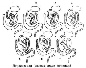 Кишечный кокцидиоз 