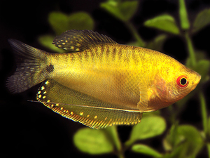 Солнечный Гурами 