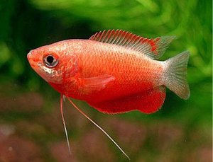 Медовый Гурами