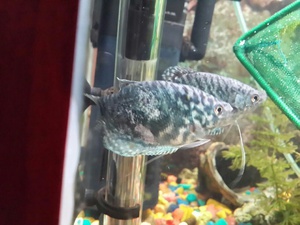 Гурами неприхотливые и разные аквариумные рыбки