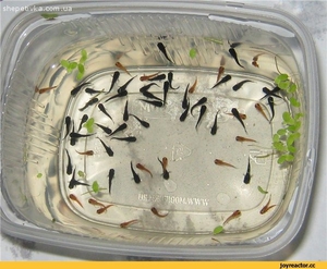 Мальки Гурами