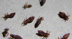 Фармакологическое действие препарата 